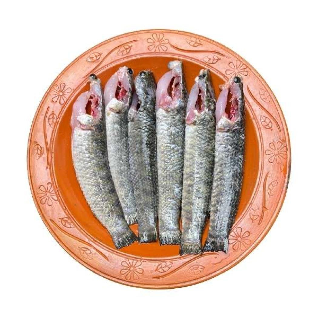 টাকি মাছ